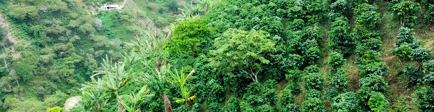 Cafenorte Cafe Bahareque_0002_f3